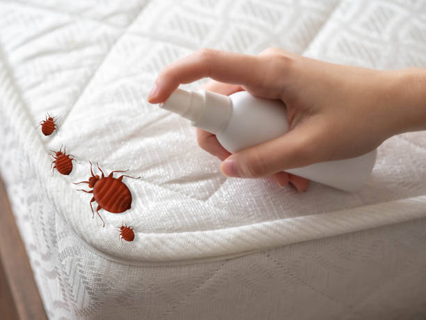 Best Wasp Removal Services  in Massac, KY